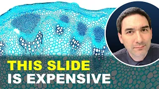 Expensive vs. Cheap microscope slide