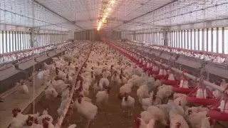 Poultry Farming Advancements - America's Heartland