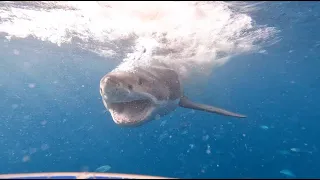 Shark cage diving - 16th April 2023