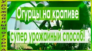 ►ОГУРЦЫ НА КРАПИВЕ - СУПЕР УРОЖАЙ!!!ФОРМИРОВКА,ПОДКОРМКИ,ПОЛИВ!