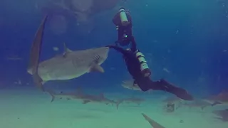 Diver Pushes Shark Away From Swimmers Back