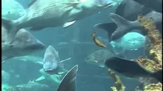 Large Aquarium inside Atlantis Hotel - Nassau Bahamas