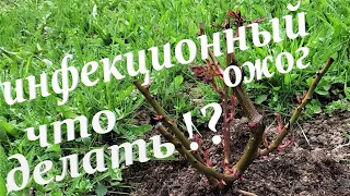 🌹❗Инфекционный ожог на розах. Профилактика болезни.