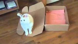 Кот  и Коробка  Cat Snoopy and Box