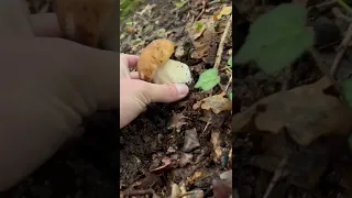 Foraging Porcini mushrooms uk