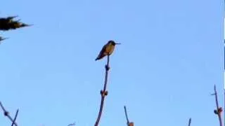 Another Anna's Hummingbird