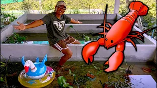 Growing CRAWFISH At Home (Scaling Up Production)