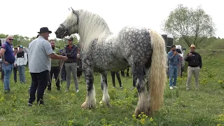 Targ expozitional de cai Satu Mare, Bucovina 22 Mai 2021 Nou!!!