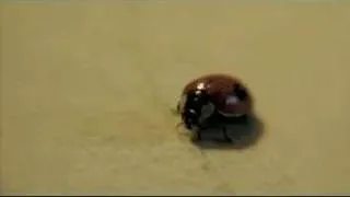 The Ladybug!