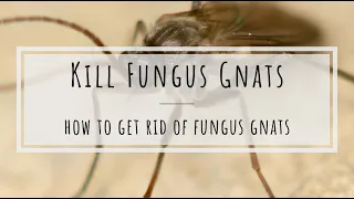 How to kill fungus gnats: beneficial nematodes
