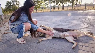 Stray Dog Lost his Mind because of Too Much Love