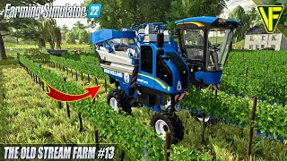 The Grapes Are Ready! | The Old Stream Farm | Farming Simulator 22