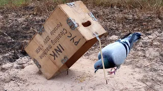 The Easiest Pigeon Trap By Using Wood Box | Simple Bird Trap That Work 100%,