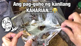 Kastilyong kasaputan ay wala na 🥺 (double rehousing)