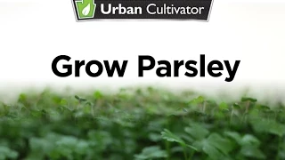 How to Grow Parsley Indoors | Urban Cultivator