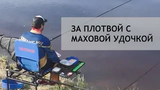 Плотва и елец на маховую удочку