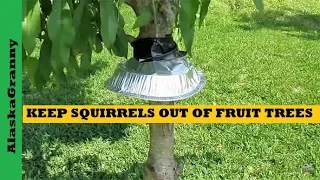How To Keep Squirrels Out Of Fruit Trees Gardens