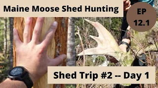 Triple Front Moose Shed -- Maine Moose Shed Hunting 2021 -- Beyond the Boundaries EP 12 Part 1