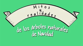 Mitos y realidades de los árboles de Navidad naturales