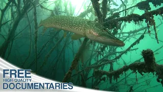 The Fascinating Wildlife in Deep Mountain Lakes