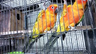 Ali bhi bird shop in pindi