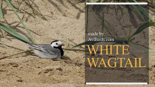 White Wagtail [Motacilla Alba]
