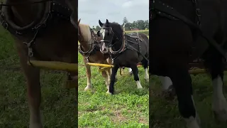 Local plowing match. Jack and Millie