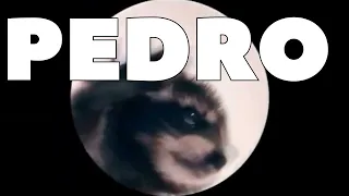 PEDRO | RACCOON MEME SONG