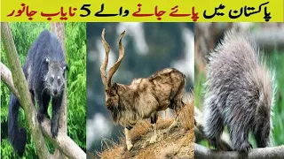 Rare And Endangered Animals Found In Pakistan|Wildlife Of Pakistan|Versatile dani