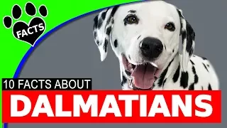 Top 10 Facts About Dalmatians: Dogs 101