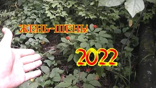 Жень шень! Лето 2022!