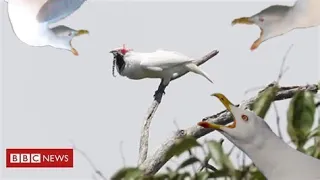 Loudest bird in the world