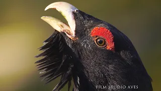 Wood Grouse (Tetrao urogallus) - Bird of 2020 | Film Studio Aves