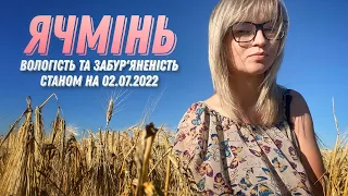 Ячмінь вологість та забур'яненість 02.07.2022 (👩‍🌾АГРОВЛОГ👩‍🌾)