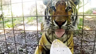 Snacks and Medications For Big Cats