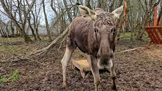 Общительный лось Данила. ПАРК ЗЕМЛЯ ПРАЙДА 🌿