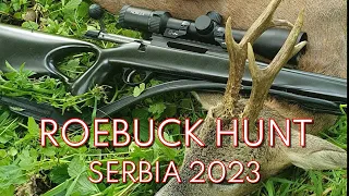 Roebuck hunt, Tikka T3X 223 Rem, Lov srndača, Rehbock Jagd, Caccia al Capriolo, Srbija 2023