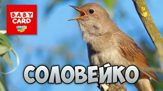 Соловейко східний. Перелітні птахи України. Серія «Природне довкілля». Пізнаймо світ разом!