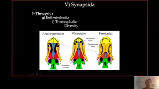 6-  Eutheriodontia