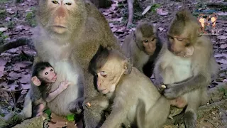 Cutest newborn baby Draya monkey really needs much milk | Animal Wildature