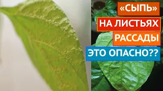 ПУПЫРЫШКИ НА РАССАДЕ! ЧТО ЭТО И КАК ЛЕЧИТЬ!