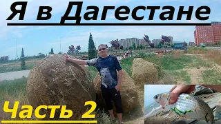 Дагестан г.Махачкала. Кефаль. Море. Местная Фауна.