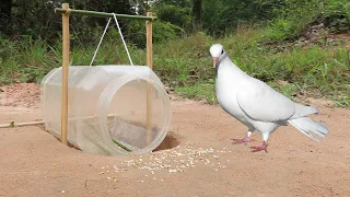 Awesome ! Underground Pigeon Trap Using Big Plastic Bottle & Wood - Method Quick Bird Trap