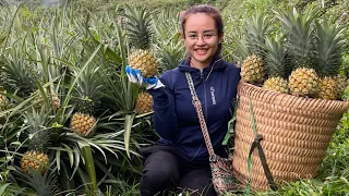 Harvest pineapple gardens to sell at the market, make fried rice with sausages