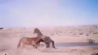 Драка коней