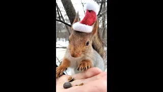 Про белку и шапку / About the squirrel and the hat