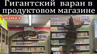 Гигантский  варан пробрался в продуктовый магазин.