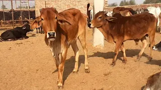 Indian Village Animals Life! red cow and bull with cow baby! Animals lovers Rajasthan