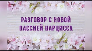 Разговор с новой пассией нарцисса