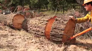 Bucking & Splitting The Big Wood